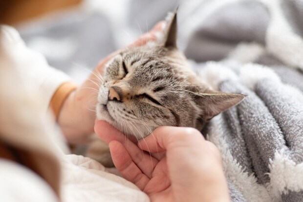 飼い主に撫でられる猫