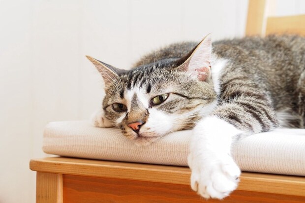 イスの上でぐったりする猫