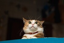 猫を傷つけてしまう『飼い主の裏切り行為』4選　信頼を失う理由から関係改善のコツまで
