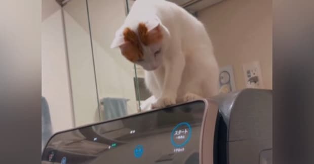 『勝手に止まる洗濯機』→なぜだろうと思っていたら、『猫』が…驚きの行動が154万再生「かっ、賢いw」「よく観察してるんだねw」