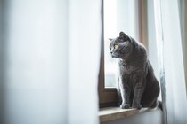 「猫を1日放置した飼い主からは罰金を徴収」スウェーデンで、新たな規制が始まる