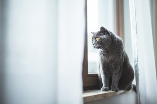 「猫を1日放置した飼い主からは罰金を徴収」スウェーデンで、新たな規制が始まる