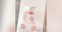 透明のキャットウォークの上にいた猫→『座る瞬間』を下から見ていると…驚きの光景に４万いいね「かるめ焼きを思い出した」「液体だね」