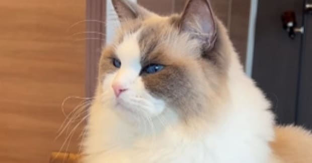 『おやつがもらえる日』だと勘違いしていた猫→『明日だよ』と伝えられると…まさかの反応が33万再生「賢いねぇ」「圧がすごいw」