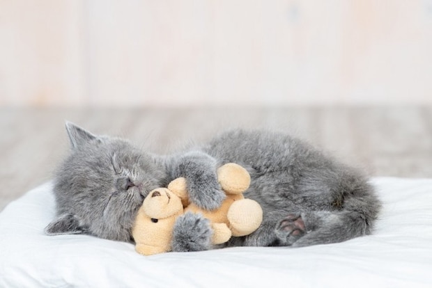 ぬいぐるみを抱えて寝る子猫