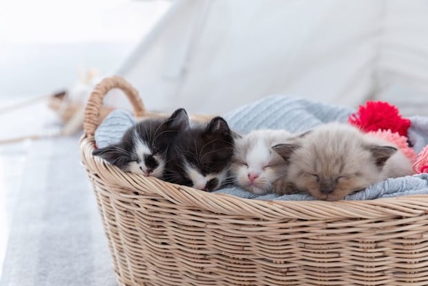 籠の中で眠っている4匹の子猫