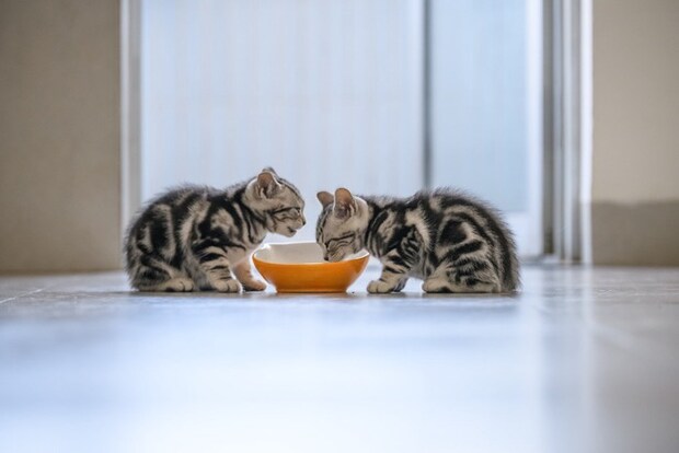 ごはんを食べる2匹の子猫