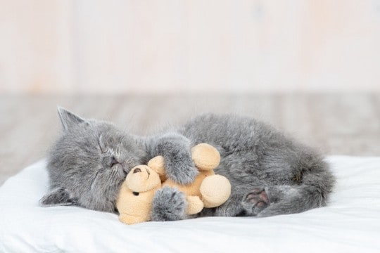 子猫の『成長を妨害する』絶対NG行為4つ　成猫期にまで影響が及ぶ可能性も