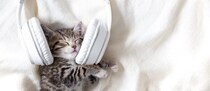 猫が思わず聞き入る『大好きな音』4選　心地よく感じる理由や活用法も解説