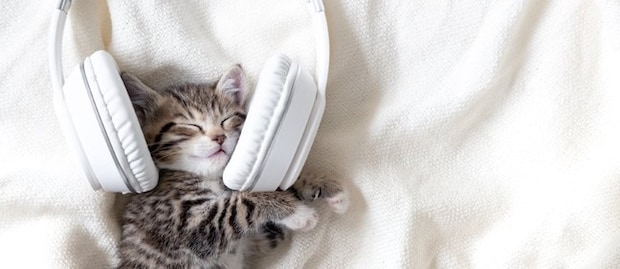 猫が思わず聞き入る『大好きな音』4選 心地よく感じる理由や活用法も解説