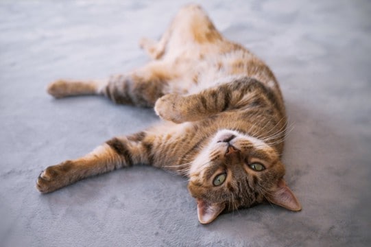 猫が『疲労』を感じているときのサイン5選　元気がない原因や対処法を解説