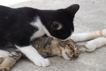 猫が『マウンティング』行動を取る理由3つ　どんな意味があるの？やめさせたほうがいい？