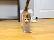 おもちゃで楽しく遊んでいた子猫→飼い主さんに『名前を呼ばれる』と…可愛すぎる行動に「本当に天使」「名前覚えてるのすごい」と反響