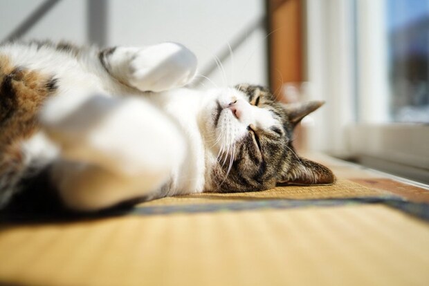窓辺の猫