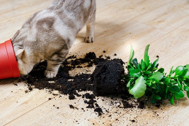 植木鉢をあさる猫
