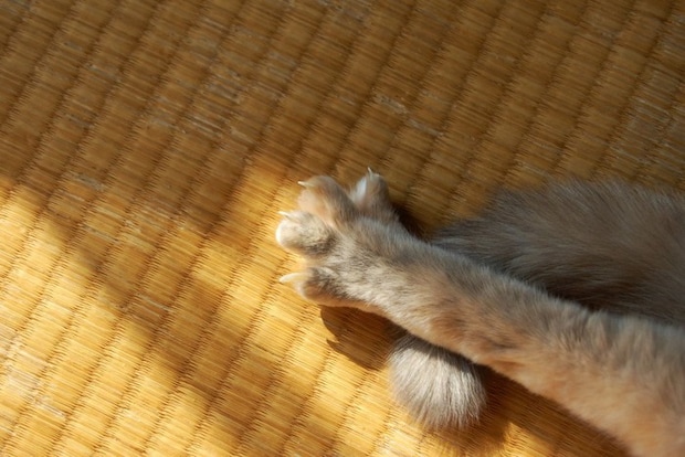猫の手と尻尾