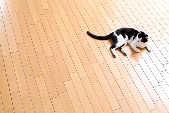 『畳とフローリング』猫との暮らしで選ぶならどっち?それぞれの良い点・悪い点を解説