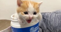 シャーと威嚇していた子猫たち→出会いから45分が経過すると…可愛すぎる光景が18万再生「全然こわくないよｗ」「ずっと見ていられる」