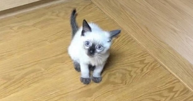 生まれたときは『白い毛が多かった猫』→現在……完全に想定外な『タヌキのような光景』に「変身しすぎｗ」「2度楽しめるの羨ましい」と反響