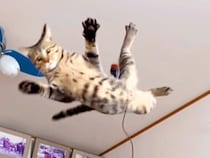 ねこじゃらしで遊ぶネコ→スローモーションで見てみると…運動神経が良すぎる『衝撃的な光景』が254万再生「さすが液体」「柔軟性がすごい」