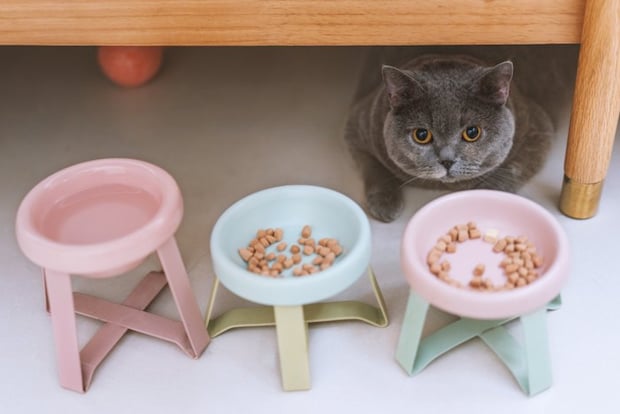 ごはんと猫