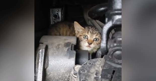 トラックの『エンジンルームの中にいた子猫』を保護した結果…可愛すぎる『半年後の光景』が174万再生「強運の持ち主」「ウルウルきた」
