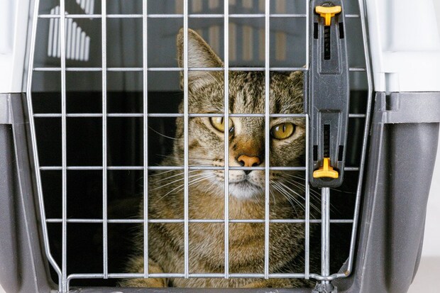 キャリーの中にいる猫