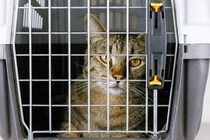 「高齢で病気になり、これ以上飼えない」悲しい手紙とともにペットショップ前に捨てられた猫　　中国