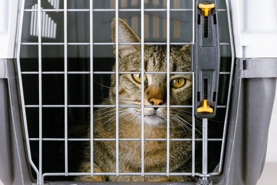 「高齢で病気になり、これ以上飼えない」悲しい手紙とともにペットショップ前に捨てられた猫 中国