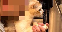 キッチンを見たら、『猫とパパ』がいっしょに……心温まる光景に２万いいねの反響「すごくいい瞬間」「全集中なのが可愛い」「幸せだね」