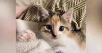 挨拶をするかのように『右側のおててをあげていた子猫』→成長した『現在の様子』を見ると…尊すぎる光景に１万いいね「昔も今もかわいい」