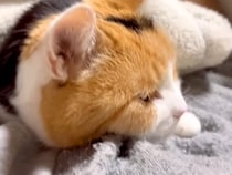 飼い主のベッドの上で、寝る直前の三毛猫→毛布をめくってあげると…羨ましすぎる『夜のひとコマ』に反響「まじかわいい」「一緒に寝たいなあ」