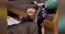 ホームステイ先の猫と仲良くなりたくて…『4歳の女の子』がとった素敵な行動が309万再生「めちゃめちゃ癒された」「すごいお利口」