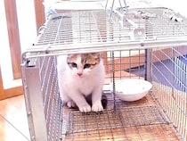 真冬に捨てられていた子猫を保護…『優しさあふれる展開』に感動の声続出「幸せになってほしい」「もう安心していいんだよ」と11万再生