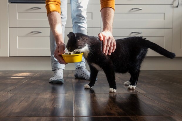 猫に食事をあたえる飼い主
