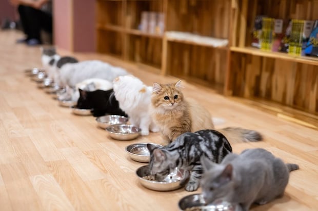 並んで食事をする猫たち