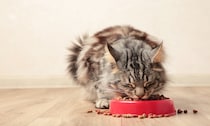 猫の「食べる早さ」が遅くなる原因6つ｜トラブルの可能性から対処法まで解説