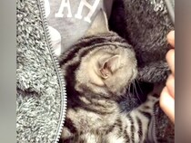 パパの洋服の中にいる猫→ジッパーを開けると…まるで赤ちゃん？悶絶級に『愛くるしい様子』が話題「ズルいわ」「バブちゃんになっちゃった」