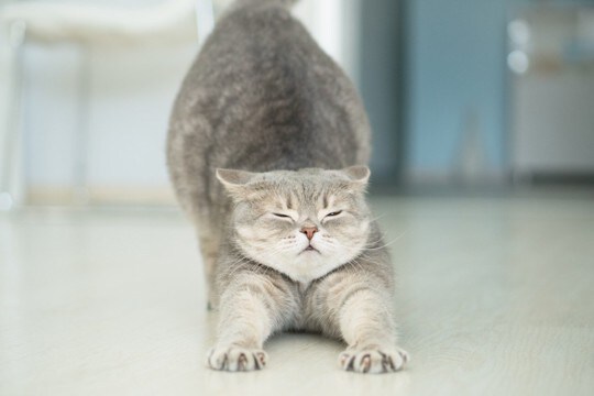 人が見習いたくなる『猫の性格や習性』4選　マイペースな理由や取り入れたいヒント