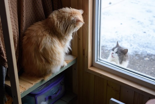 知らない猫が遊びにきた