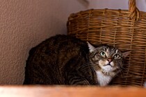 猫が『低い声』で鳴いているときの理由4つ　考えられる心理から取るべき対処法まで