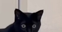 ふと黒猫のことを見たら、『鼻』に……予想外の『可愛すぎる瞬間』に笑ってしまう人が続出「模様かと思ったｗ」「暗闇でも確認できるねｗ」