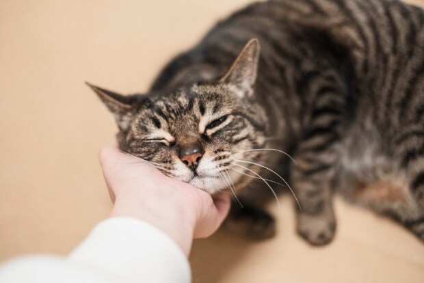 手にあごをのせる猫