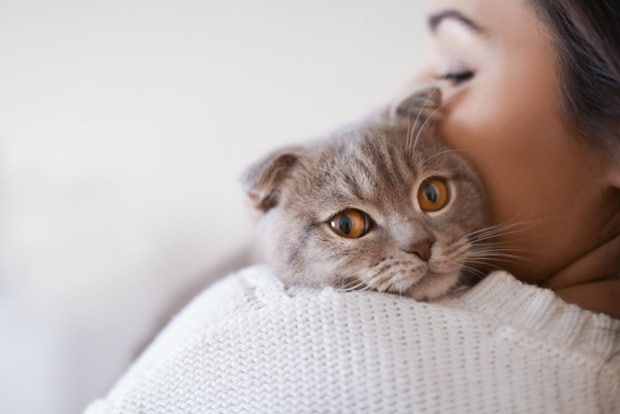 肩にあごを乗せる猫