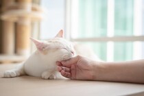 猫が『あごのせ』してくるときの理由5つ　隠されている心理や上手な応え方まで