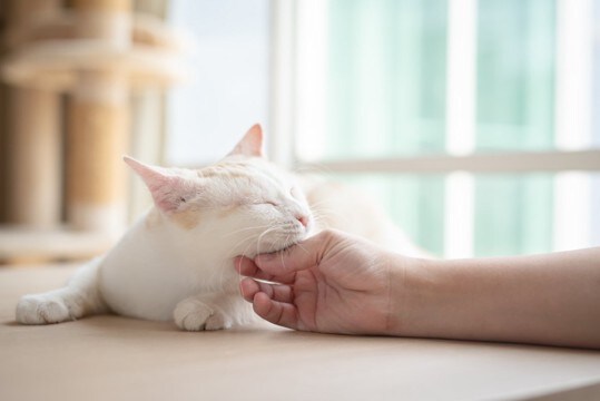 猫が『あごのせ』してくるときの理由5つ　隠されている心理や上手な応え方まで