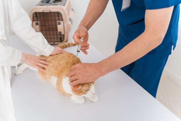 注射される猫