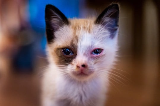 猫の目にあらわれる病気『チェリーアイ』の症状4つ　放置してはいけない理由から治療法まで