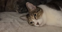 保護猫7匹のために人間用の『こたつ』を設置した結果…ほっこりが止まらない光景に「みんな可愛い」「幸せな気持ちになる」と癒される人続出