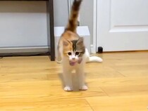 おもちゃで楽しく遊んでいた子猫→飼い主さんに『名前を呼ばれる』と…可愛すぎる行動に「本当に天使」「名前覚えてるのすごい」と反響